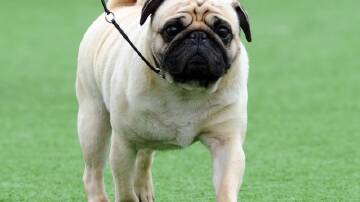 Pugs' health issues stem from the characteristics that are often considered cute by the public.