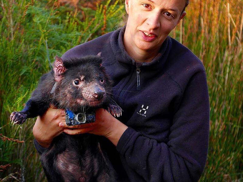 Cameras attached to Tasmanian devils have captured insights into their behaviour and interactions.