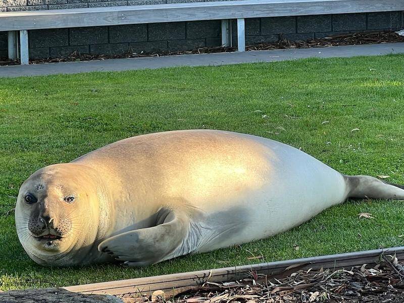 Neil the elephant seal has been relocated from a Tasmanian beach because of too many onlookers. (PR HANDOUT IMAGE PHOTO)