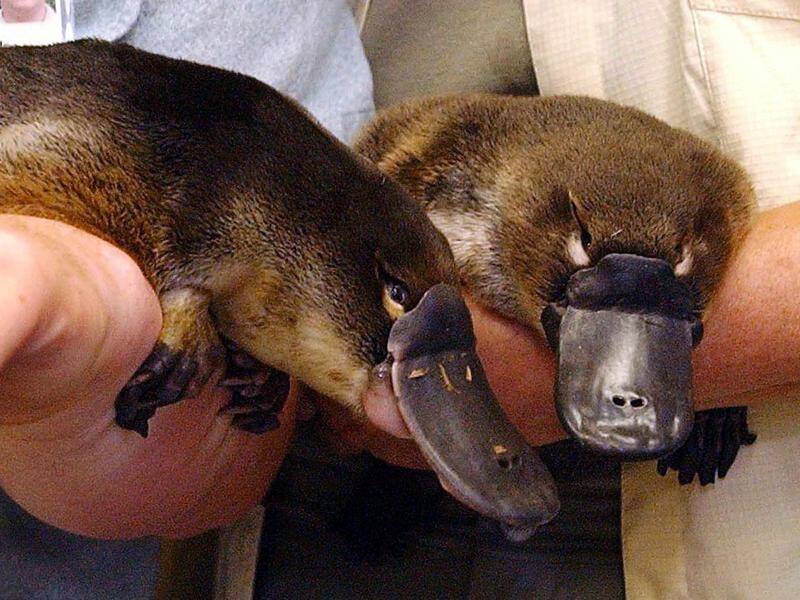 The long-term decline of platypus numbers was likely due to the impacts of the fur trade.