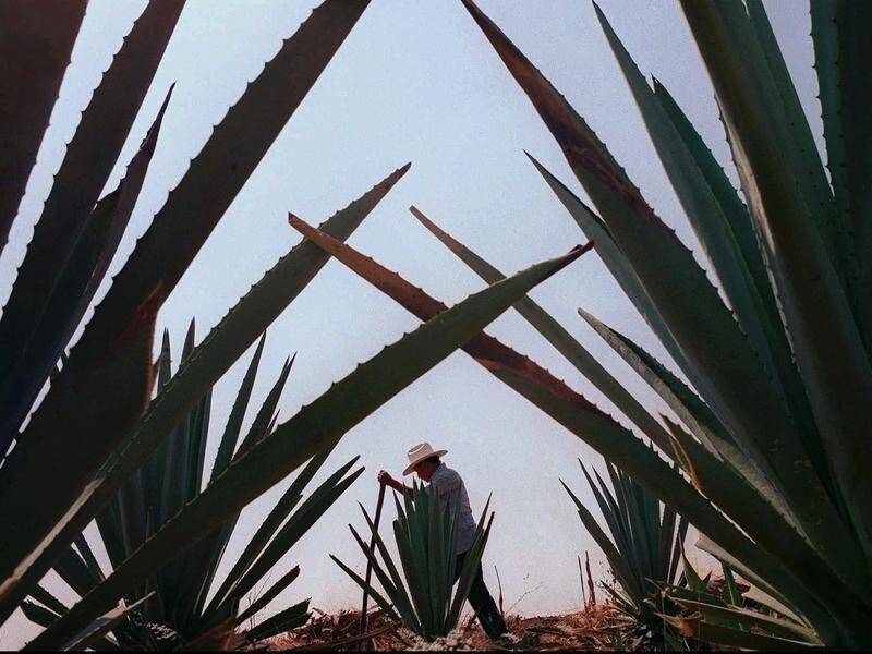 Researchers say a fuel made from agave, which makes Tequila, could boost local biofuel supply.