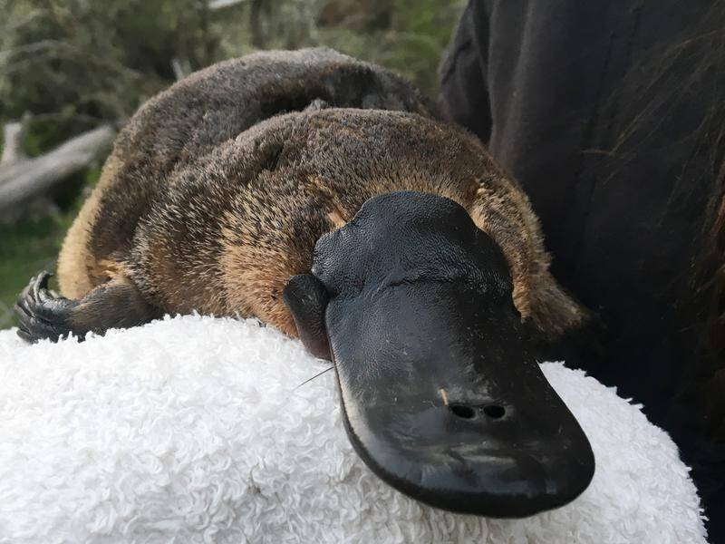 Under current climate change projections, platypus population could decline upto 73 pct in 50 years.