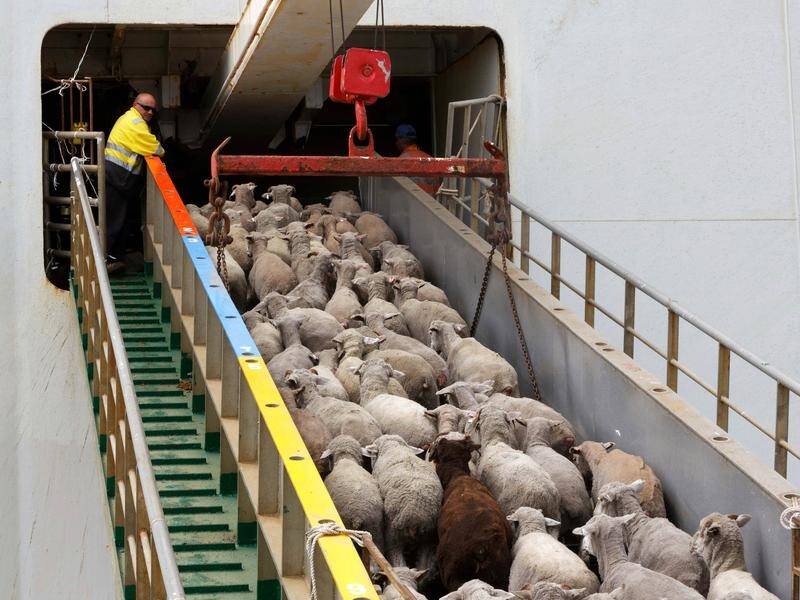 The media have been given a tour a Middle East-bound vessel carrying live sheep.