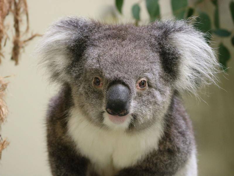 The council wants the best possible outcome for Queensland's shrinking koala population.