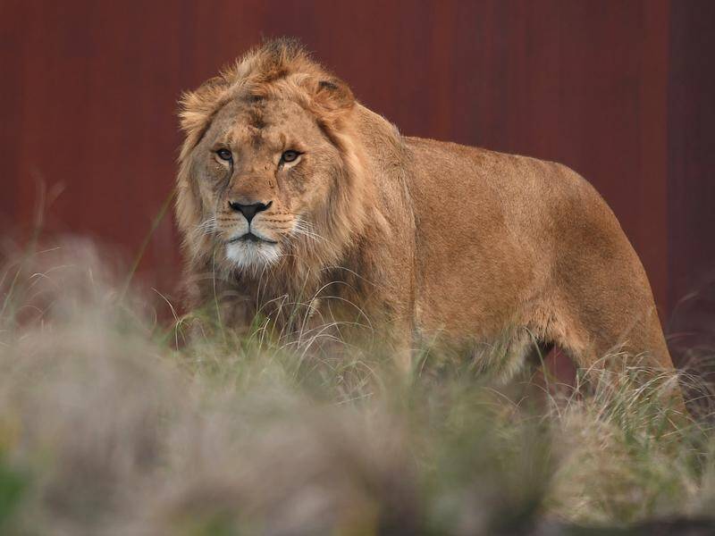 All nine of the big cats at the Smithsonian's National Zoo in Washington came down with COVID-19.