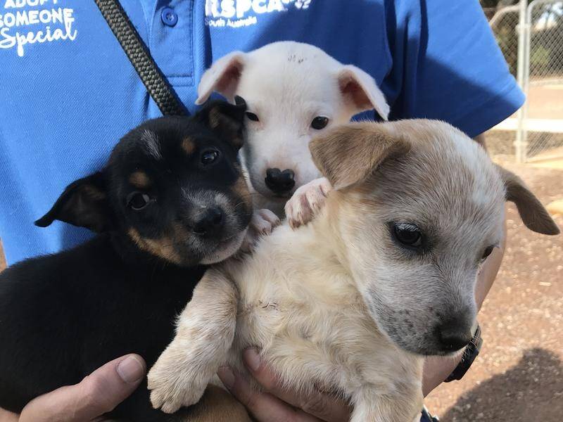 Proceeds from RSPCA South Australia's online pet store will go towards helping abandoned animals.