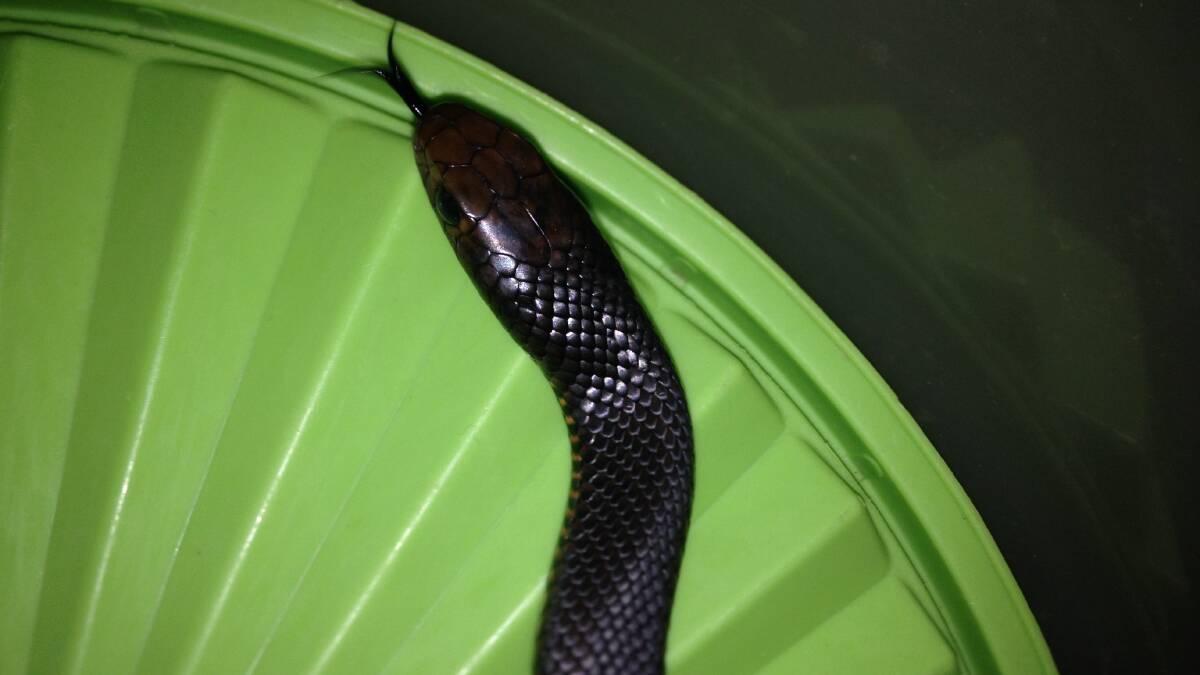 BACK IN THE WILD: Forster woman Amanda Louise Bell snapped this photo of a red belly black snake after it made its way into her home last Monday (September 29). Ms Bell was able to capture the snake and release it back into bushland.  