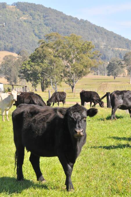 Landowners are being warned about the risks of letting cattle onto fresh pastures too soon.