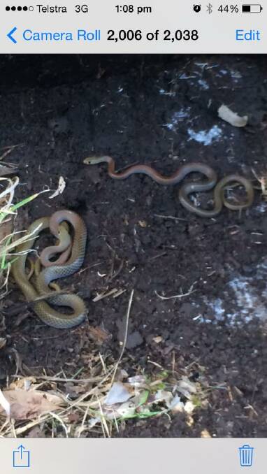 OUT IN NUMBERS: David Connell took this photo of two baby brown snakes in bushes at Tarbuck Bay recently. 