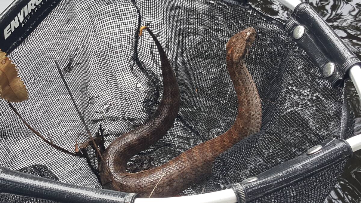 This death adder was netted in the water and returned to the bank by visiting fishermen on Wallis Lake. 
