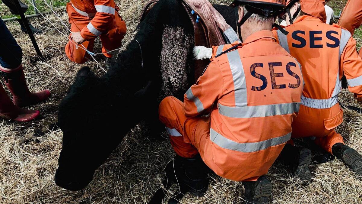 Helping hand: The Port Stephens SES crew helps 800kg pet bull George into a comfortable position after he became stuck and could not get to his feet. Picture: Port Stephens SES