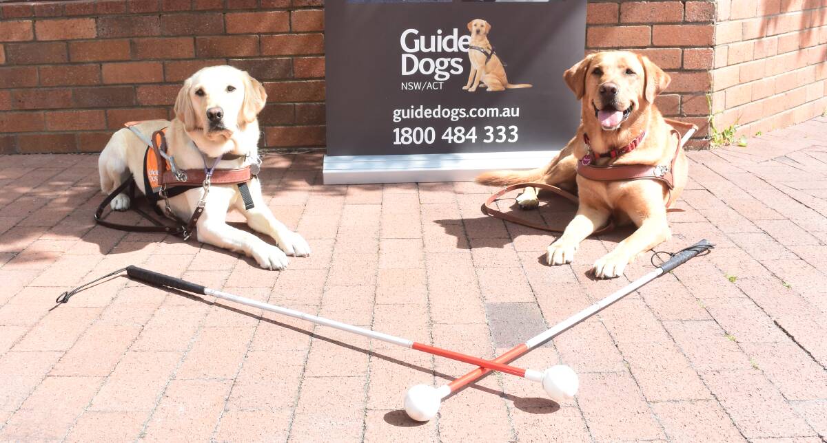 Walk My Way ambassador Lucy and guide dog Pascal helped council staff in the workshops.