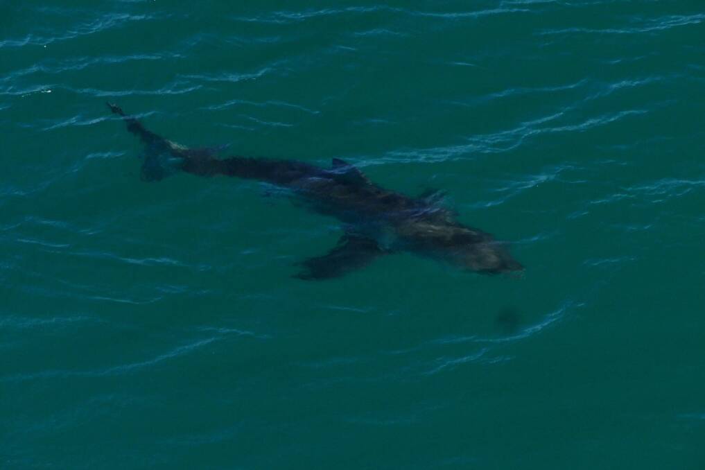 This 2.8 metre white shark was spotted near Harrington on July 6.