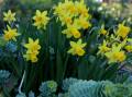 Miniature daffodil 'Tete a Tete' is hardy and quick to multiply.