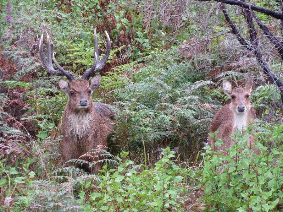 QUITE A PAIR: Tony Clarke watched this stag and doe forage around near his back balcony for 15  minutes.