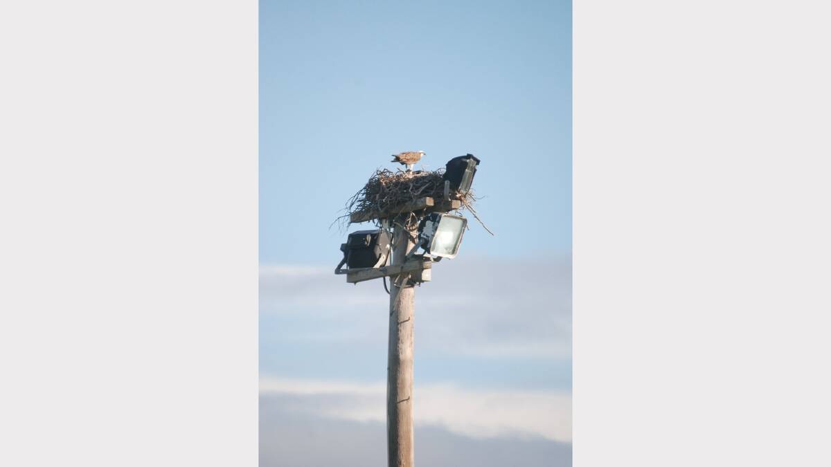 ON THE MOVE: The Osprey nest at the top of a Boronia Park light pole will be relocated nearby. 