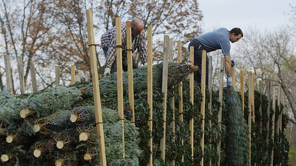 Tom Morton (top L) and Rick Brown (top R) unload approximately 700 Fraser Fir Christmas trees for sale, with the help of Joseph Smith (bottom R), at Morton's seasonal lot in Silver Spring, Maryland, USA. Photo: REUTERS