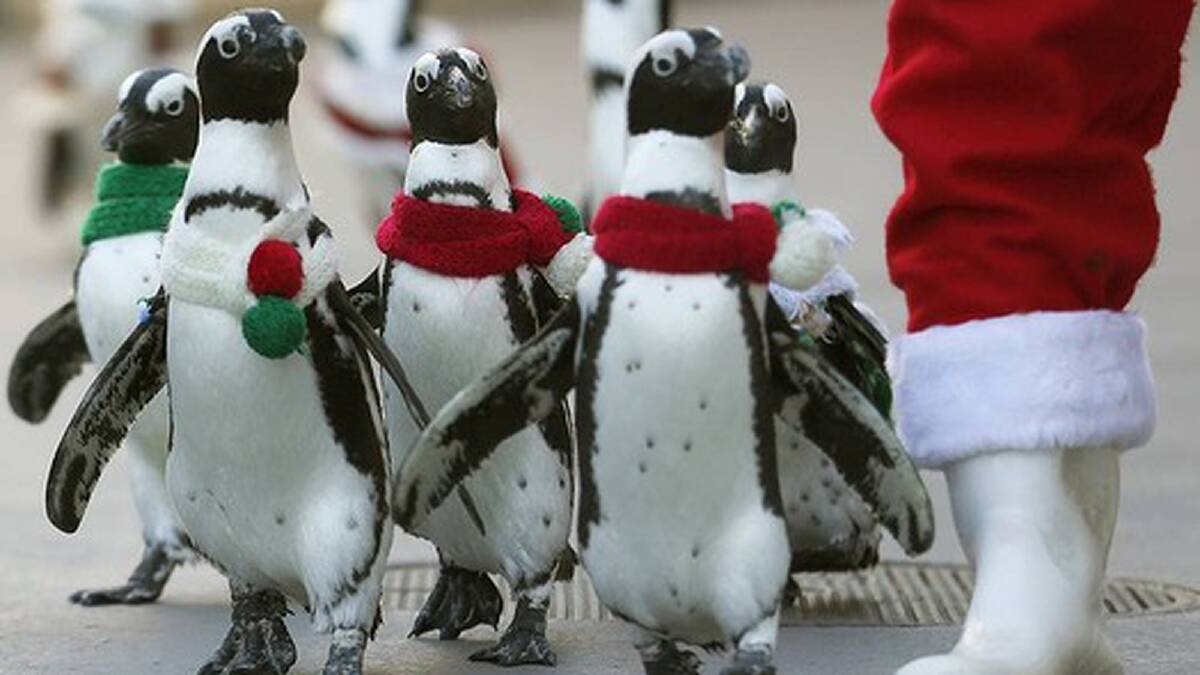 Penguins clad in Christmas-themed outfits walk next to staff dressed as Santa Claus at Hakkeijima Sea Paradise in Yokohama, south of Tokyo. Photo: REUTERS