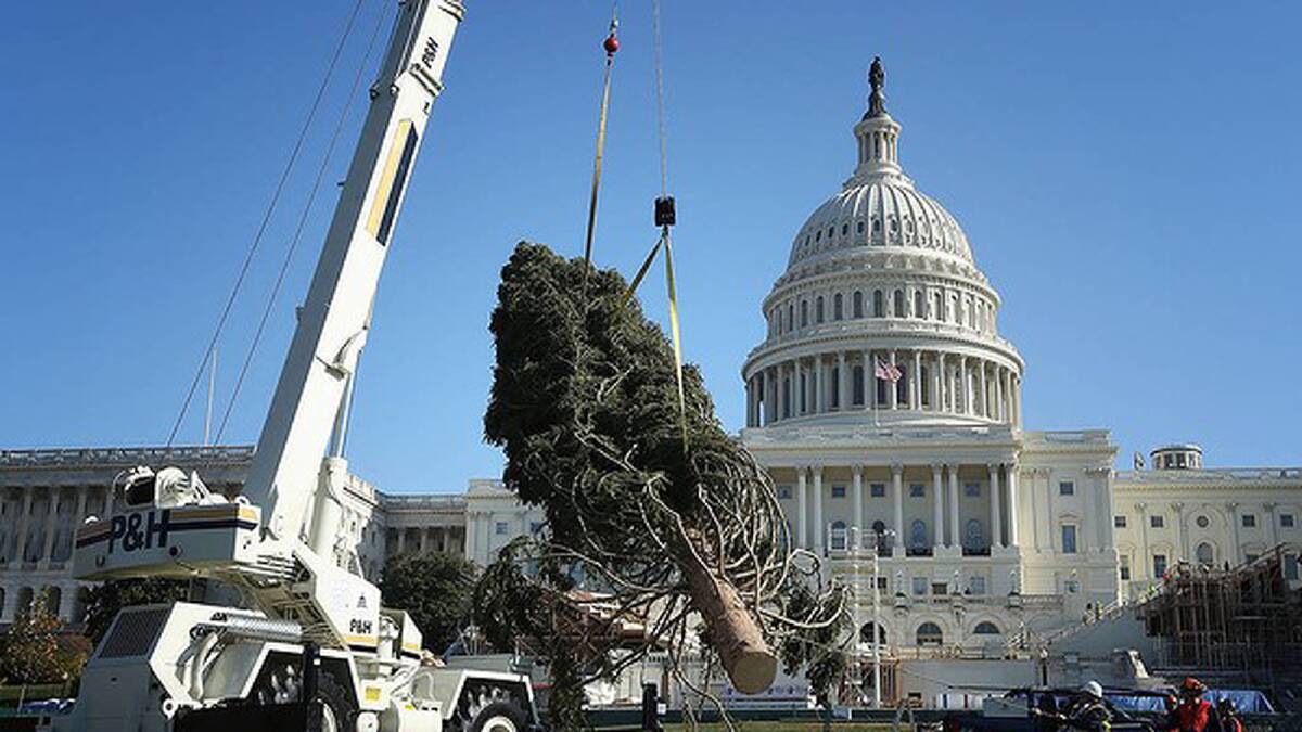 The 2012 US Capitol Christmas Tree is set up on Capitol Hill in Washington, DC. Photo: Getty